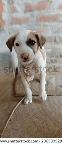 Jeck Russel Terrier BlackWhite Dog