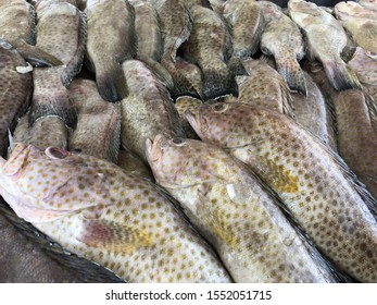 83 Saudi Fish Catch Images, Stock Photos & Vectors | Shutterstock