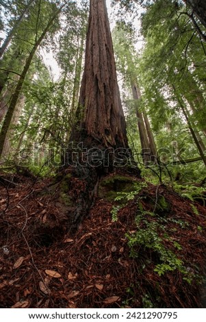 Image, Stock Photo Big old trunk in rainforest on Vancouver island, Canada