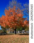 Jefferson Park, Richmond Virginia. Historic park with changing and falling leaves, piles of mulch, street  road signs, J. Fulmar Bright Monument, and views of City of Richmond, Va. 