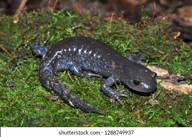 Jefferson Unisexual Ambystoma salamander