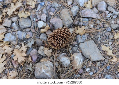 Jeffrey Pine Cone