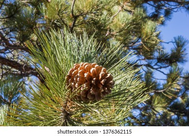 Jeffrey Pine Cone On Tree