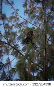 Jeffrey Pine Cones With Blue Sky