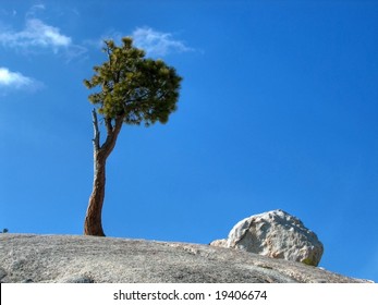 Jeffrey Pine And Granite Rock