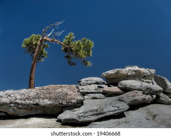 Jeffrey Pine On Granite Rocks