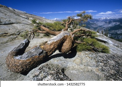 Jeffrey Pine On Top Of Sentinel Dome Yosemite