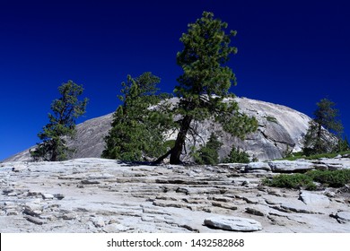 Jeffrey Pine  On Top Of Sentinel Dome Yosemite