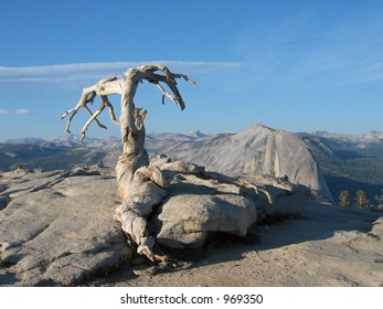 Jeffrey Pine At Summit Of Sentinel Dome, Yosemite