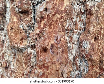 Jeffrey Pine Tree Bark Closeup