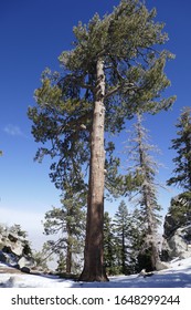 Jeffrey Pine Tree In The Snow