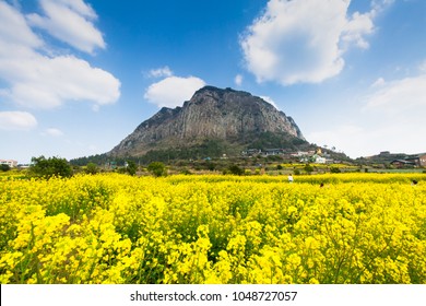 Jeju Island Landscape