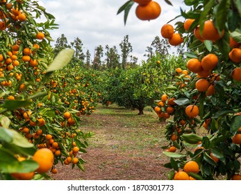 Jeju Island Organice Tangerine Farm In Rural Village