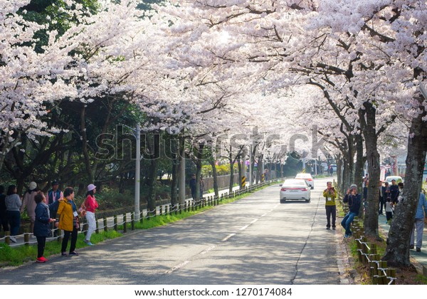 Jeju island,\
South Korea - 2018: Cherry blossom season in South Korea is a\
magical time as the country shrugs off the winter chill and\
re-emerges bearing lovely colors and\
scents.
