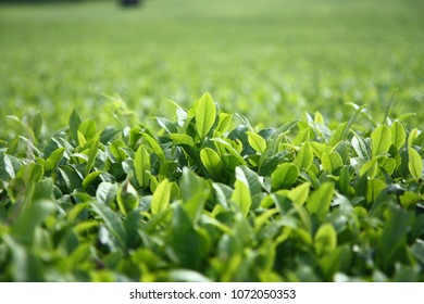 Jejuisland Greentea Farm