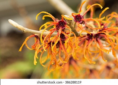 Jelena Witchhazel Blooming In Fall