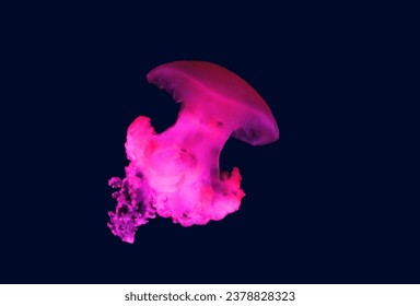The jelly blubber Catostylus mosaicus , also known as the blue blubber jellyfish, is a species of jellyfish from coastal regions in the Indo-Pacific