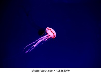 Jelly Fish