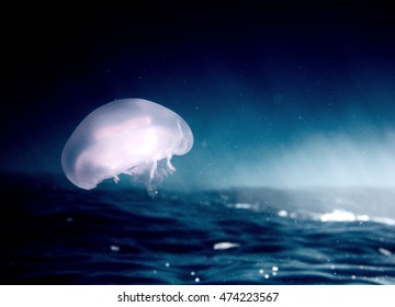 jelly fish