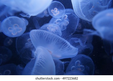 Jelly Fish