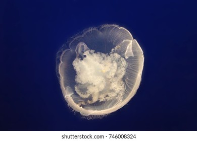 Jelly Fish