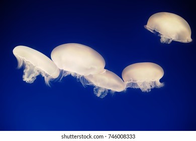 Jelly Fish