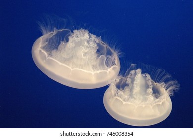 Jelly Fish