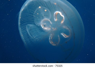 Jelly fish
