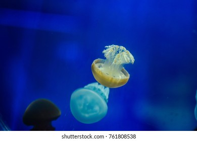 Jelly Fish In Aquarium