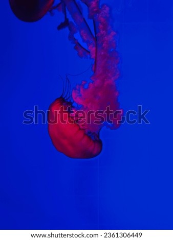 Jelly fish, Aquarium, colourful, deep blue sea, amazing creatures