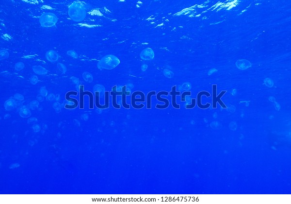 Jelly fish
Background