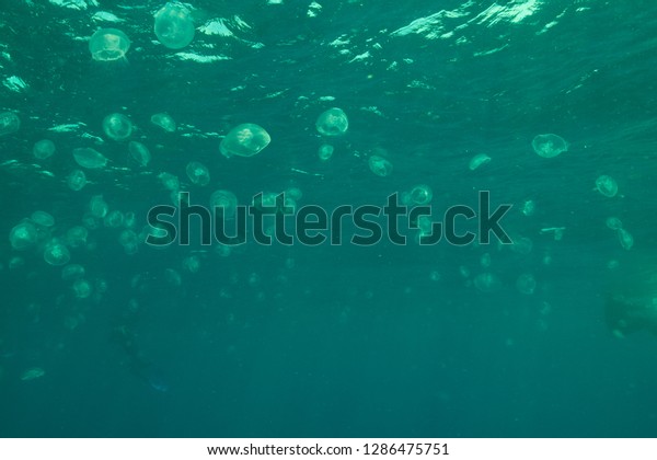Jelly fish\
Background