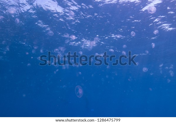 Jelly fish\
Background