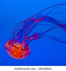 Jelly Fish In The Blue Ocean