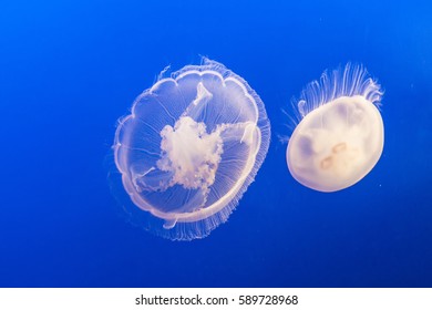 Jelly Fish In The Blue Sea Gliding In The Deep Of The Ocean