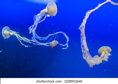 Jelly Fish In Blue Tank In Aquarium 