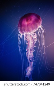 Jelly Fish In The Deep Blue Ocean.