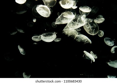 Jelly Fish Floating In Tank