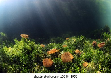 Jelly Fish Lake In Kakaban