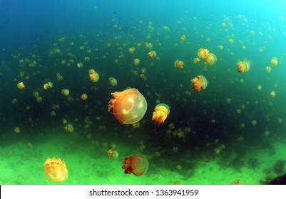 Jelly Fish Lake In Kakaban