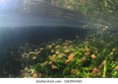 Jelly Fish Lake In Kakaban