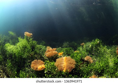 Jelly Fish Lake In Kakaban