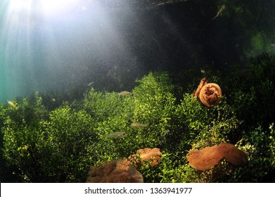 Jelly Fish Lake In Kakaban