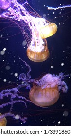 Jelly Fish At Night In The Bahamas 