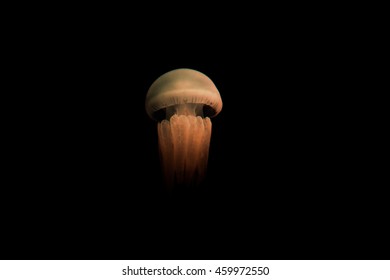 Jelly Fish On Black Background