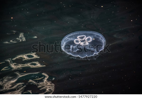 jelly fish photos that shows the movment of
jelly fish. in a blue water of
ocean.