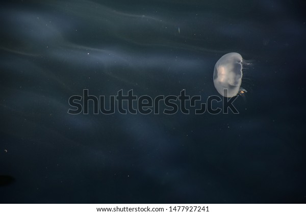jelly fish photos that shows the movment of\
jelly fish. in a blue water of\
ocean.
