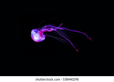 Jelly Fish Pink Color With Black Background