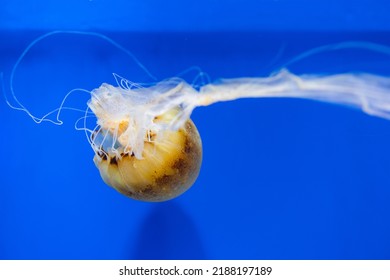 Jelly Fish Swim In Water Tank Over The Blue Background