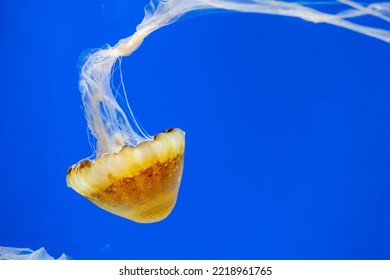 Jelly Fish Swim In Water Tank Over The Blue Background